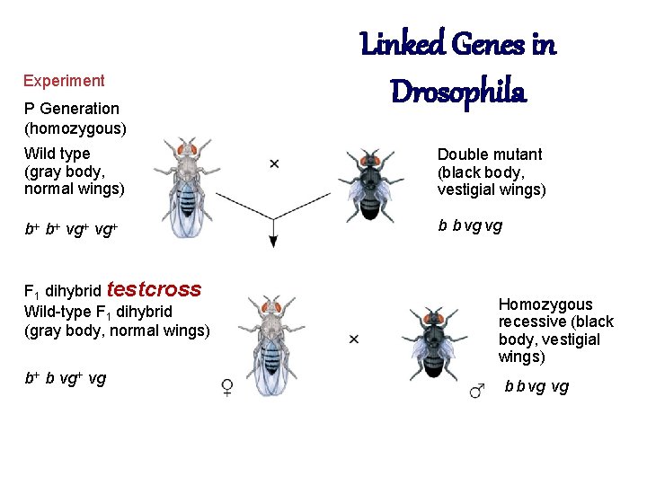 Experiment P Generation (homozygous) Linked Genes in Drosophila Wild type (gray body, normal wings)