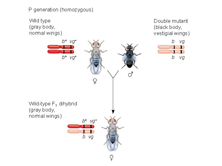 P generation (homozygous) Wild type (gray body, normal wings) Double mutant (black body, vestigial