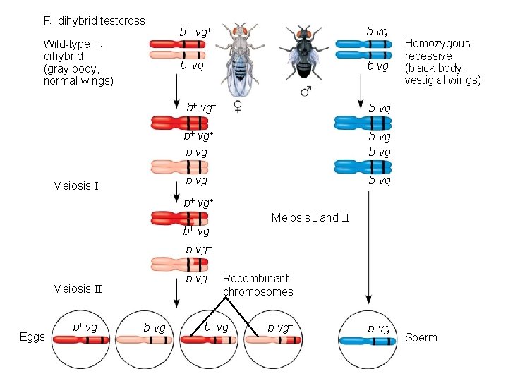 F 1 dihybrid testcross Wild-type F 1 dihybrid (gray body, normal wings) Meiosis I