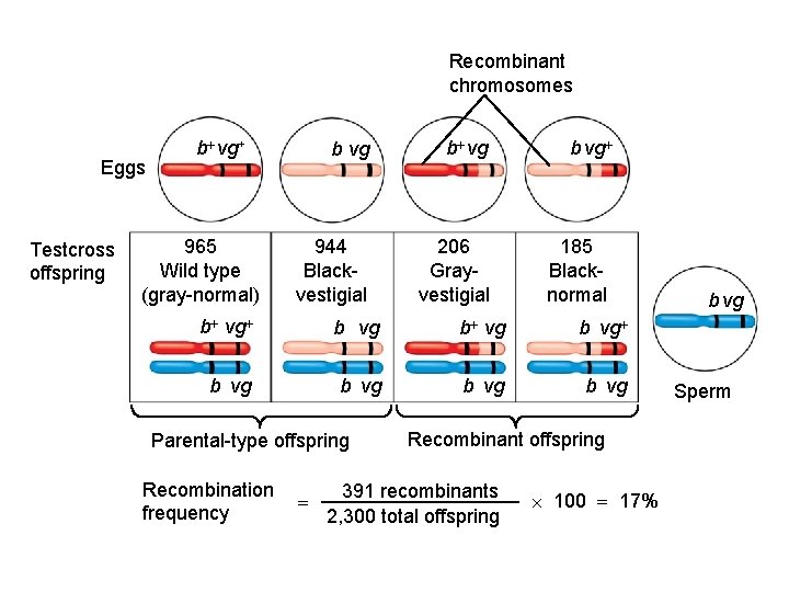 Recombinant chromosomes Eggs Testcross offspring b vg+ 965 Wild type (gray-normal) b vg 944