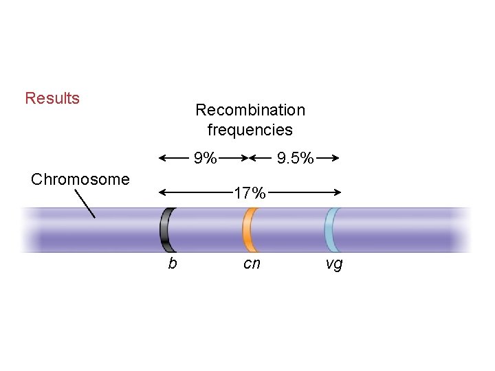 Results Recombination frequencies 9% Chromosome 9. 5% 17% b cn vg 
