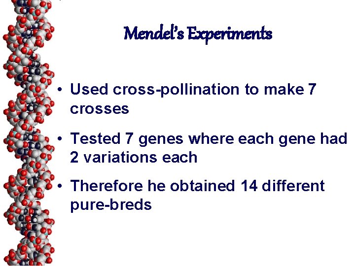 Mendel’s Experiments • Used cross-pollination to make 7 crosses • Tested 7 genes where