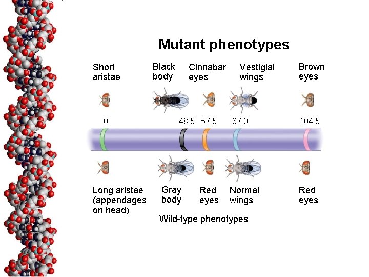 Mutant phenotypes Short aristae 0 Long aristae (appendages on head) Black body Cinnabar eyes