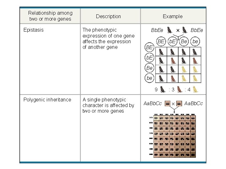 Relationship among two or more genes Epistasis Description The phenotypic expression of one gene
