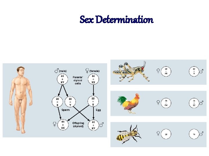 Sex Determination 