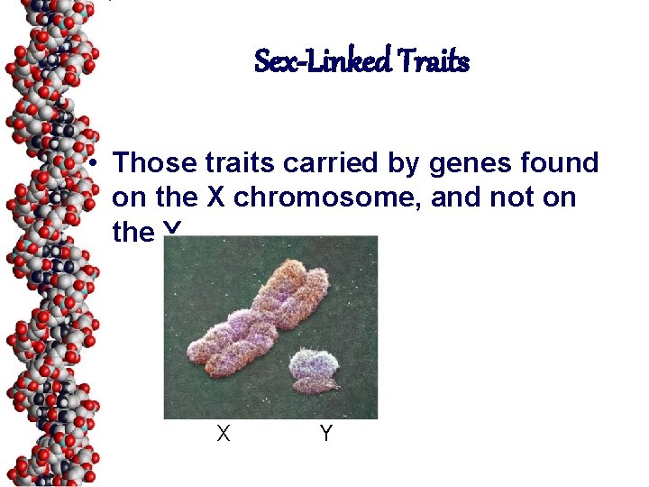 Sex-Linked Traits • Those traits carried by genes found on the X chromosome, and