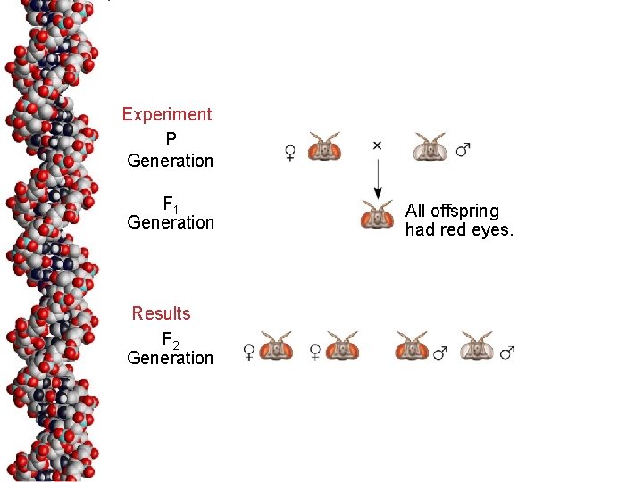 Experiment P Generation F 1 Generation Results F 2 Generation All offspring had red