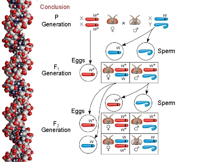 Conclusion P Generation X X w X Y w w Eggs F 1 Generation