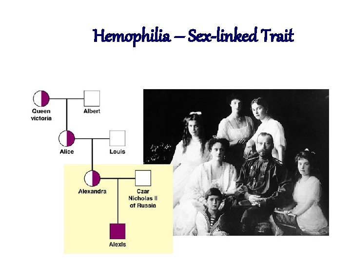 Hemophilia – Sex-linked Trait 