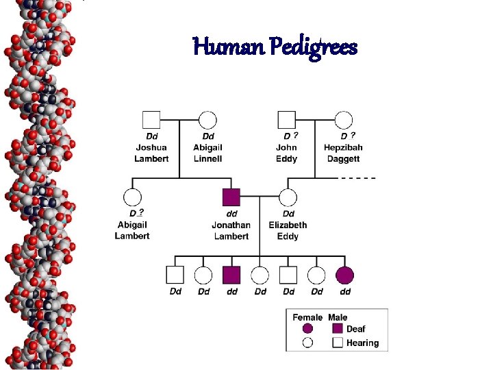 Human Pedigrees 