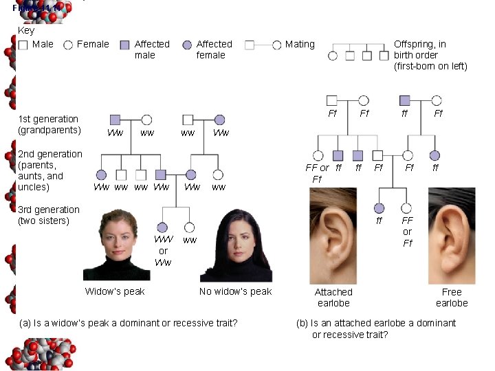 Figure 11. 14 Key Male Female 1 st generation (grandparents) 2 nd generation (parents,