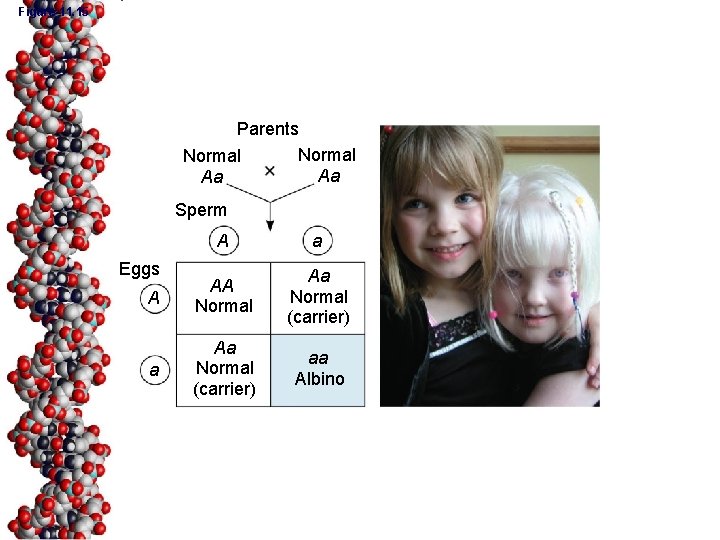 Figure 11. 15 Parents Normal Aa Aa Sperm A a A AA Normal Aa