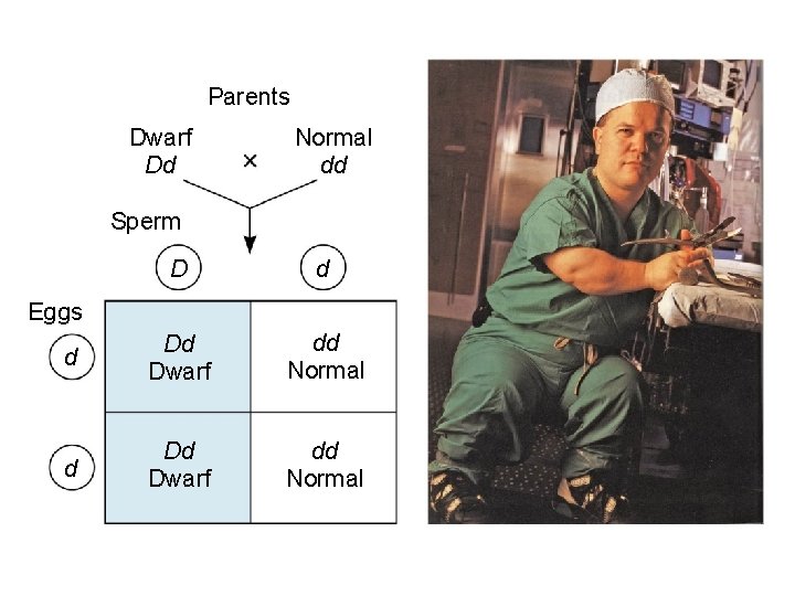 Parents Dwarf Dd Normal dd Sperm D d d Dd Dwarf dd Normal Eggs