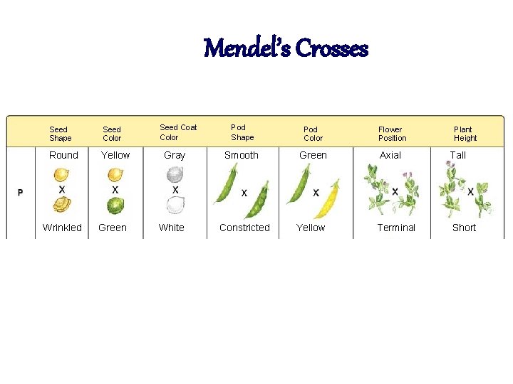 Mendel’s Crosses Seed Shape Seed Color Round Yellow Wrinkled Green Seed Coat Color Gray