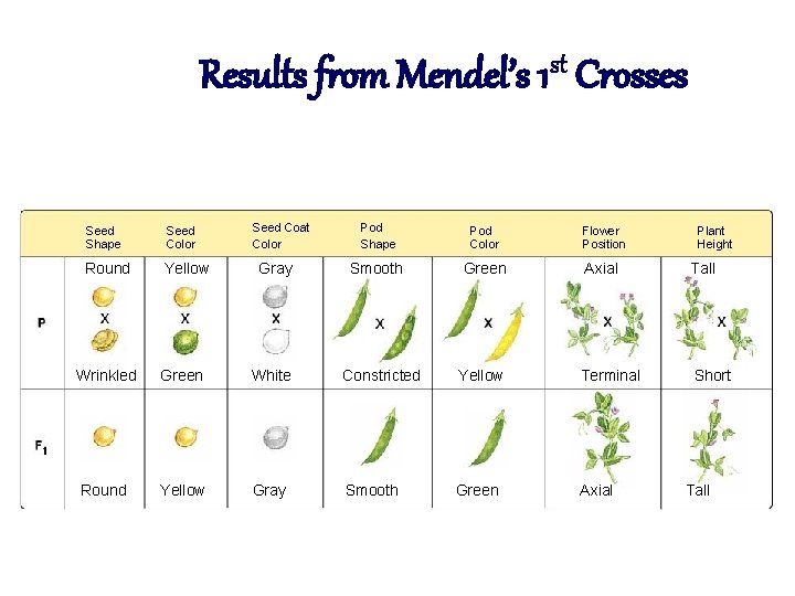 Results from Mendel’s 1 st Crosses Seed Shape Seed Color Round Yellow Seed Coat