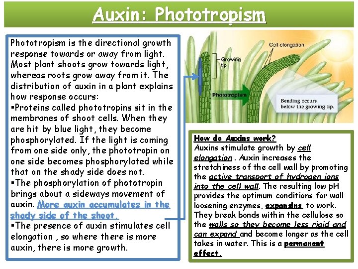 Auxin: Phototropism is the directional growth response towards or away from light. Most plant