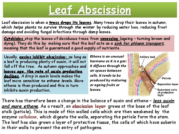 Leaf Abscission Leaf abscission is when a tress drops its leaves. Many trees drop
