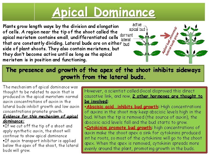 Plants grow length ways by the division and elongation of cells. A region near