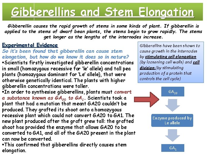 Gibberellins and Stem Elongation Gibberellin causes the rapid growth of stems in some kinds