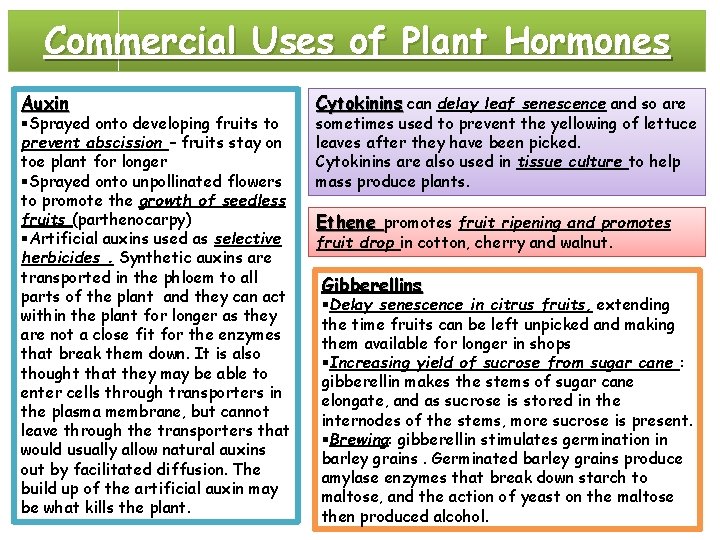 Commercial Uses of Plant Hormones Auxin §Sprayed onto developing fruits to prevent abscission –