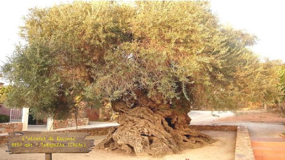 L’olivier de Kavousi 3250 ans – Ierapetra (Crète) 