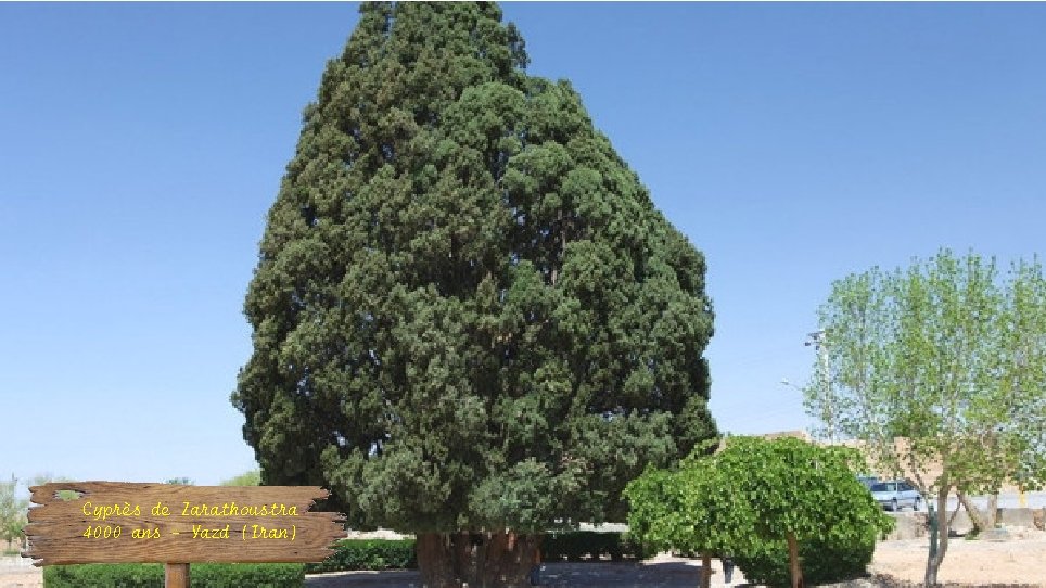 Cyprès de Zarathoustra 4000 ans - Yazd (Iran) 