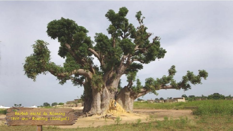 Baobab sacré de Nianing 1800 ans- Nianing (Sénégal) 
