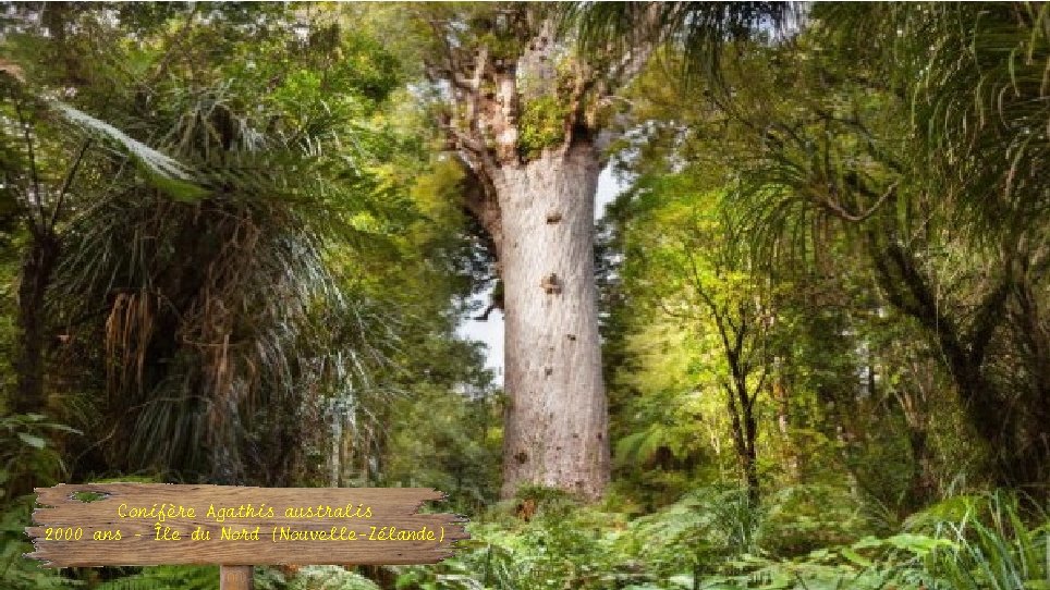 Conifère Agathis australis 2000 ans – Île du Nord (Nouvelle-Zélande) 