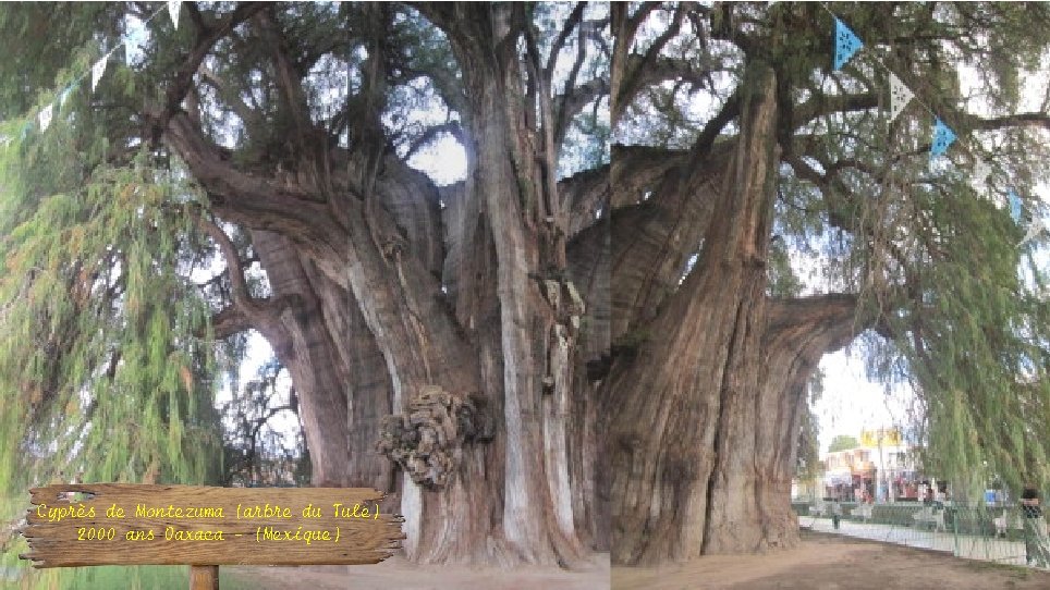 Cyprès de Montezuma (arbre du Tule) 2000 ans Oaxaca - (Mexique) 