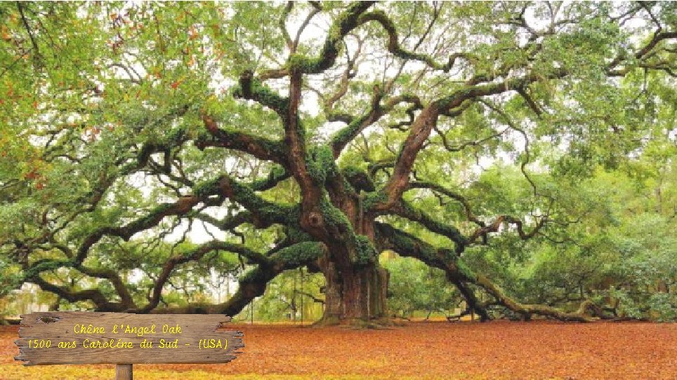 Chêne l’Angel Oak 1500 ans Caroline du Sud - (USA) 