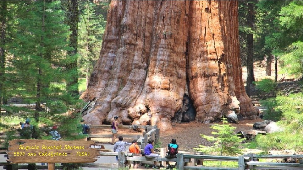 Sequoia General Sherman 2200 ans Californie - (USA) 