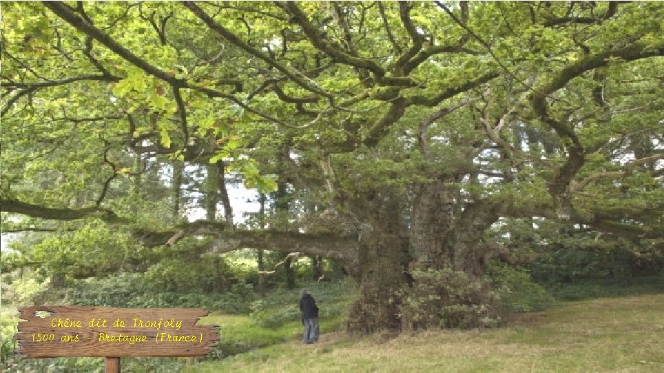 Chêne dit de Tronjoly 1500 ans – Bretagne (France) 