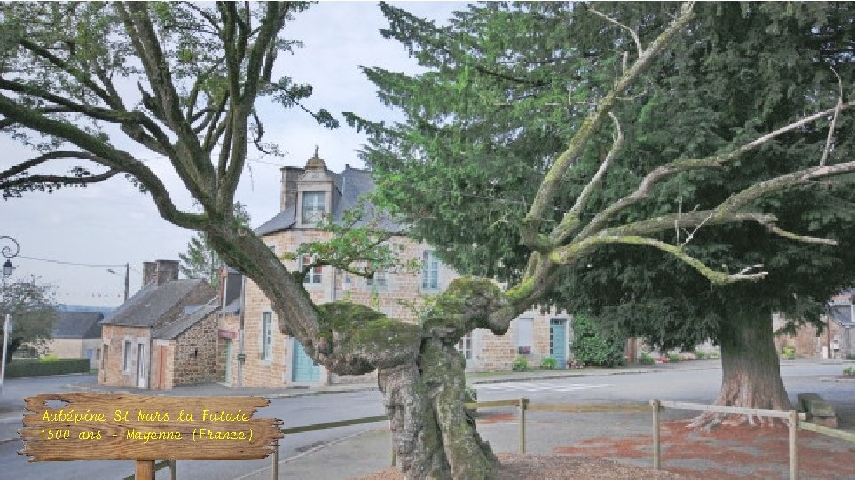 Aubépine St Mars la Futaie 1500 ans – Mayenne (France) 