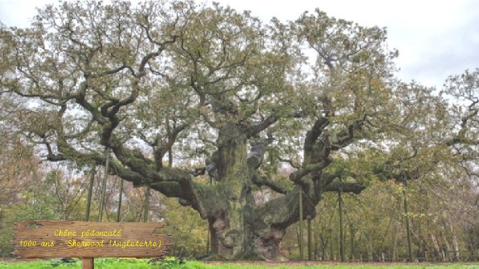 Chêne pédonculé 1000 ans - Sherwood (Angleterre) 