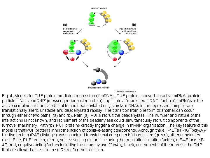 Fig. 4. Models for PUF protein-mediated repression of m. RNAs. PUF proteins convert an