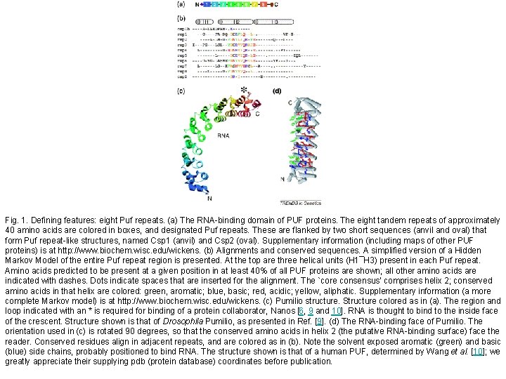 Fig. 1. Defining features: eight Puf repeats. (a) The RNA-binding domain of PUF proteins.