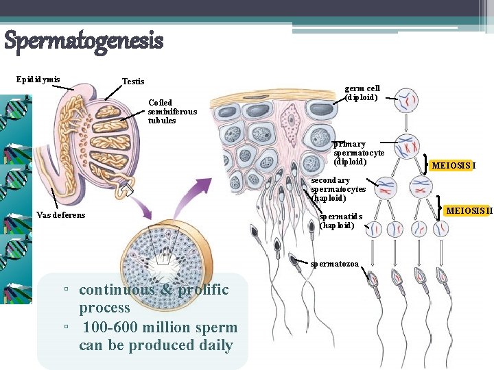 Spermatogenesis Epididymis Testis Coiled seminiferous tubules germ cell (diploid) primary spermatocyte (diploid) MEIOSIS I