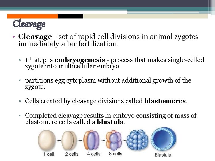 Cleavage • Cleavage - set of rapid cell divisions in animal zygotes immediately after