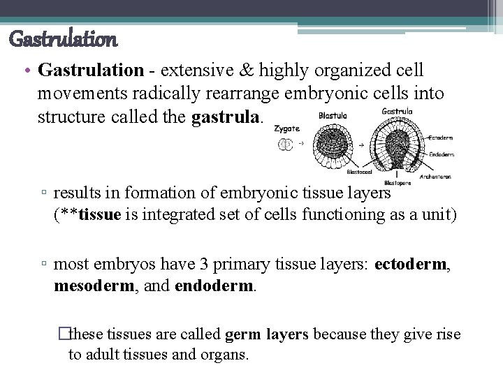 Gastrulation • Gastrulation - extensive & highly organized cell movements radically rearrange embryonic cells