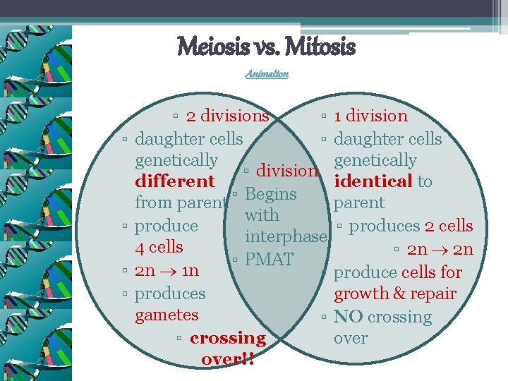 Meiosis vs. Mitosis Animation ▫ ▫ ▫ 2 divisions ▫ daughter cells ▫ genetically