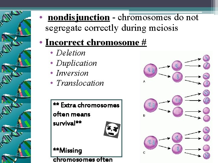  • nondisjunction - chromosomes do not segregate correctly during meiosis • Incorrect chromosome