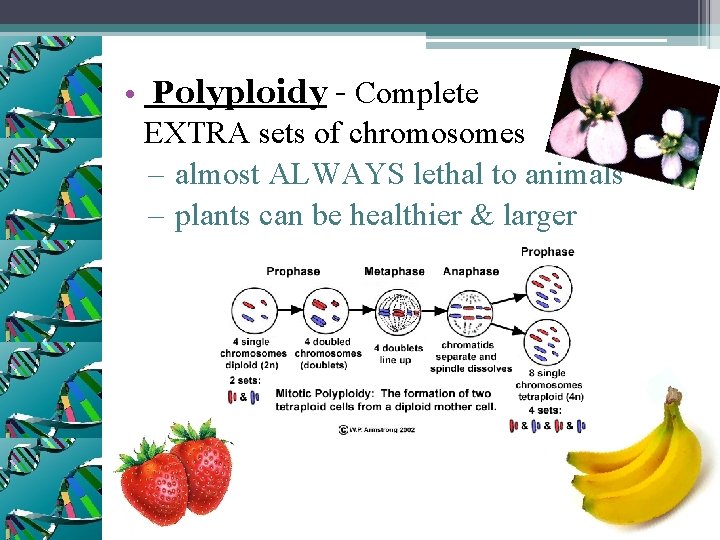  • Polyploidy - Complete EXTRA sets of chromosomes – almost ALWAYS lethal to