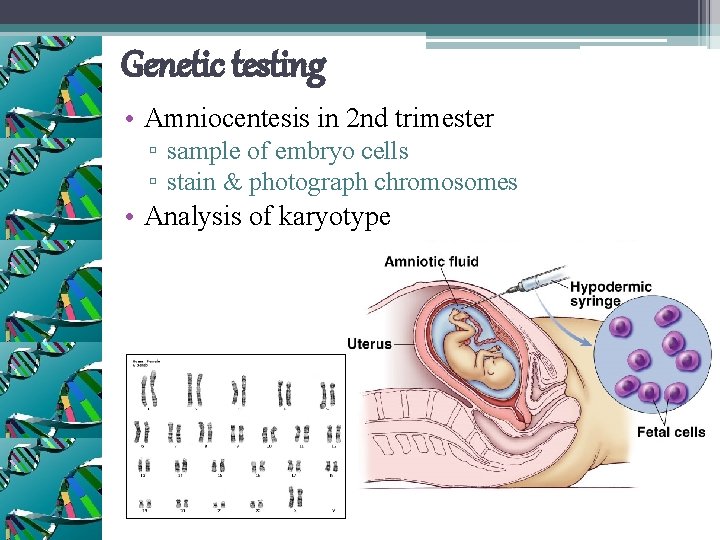 Genetic testing • Amniocentesis in 2 nd trimester ▫ sample of embryo cells ▫