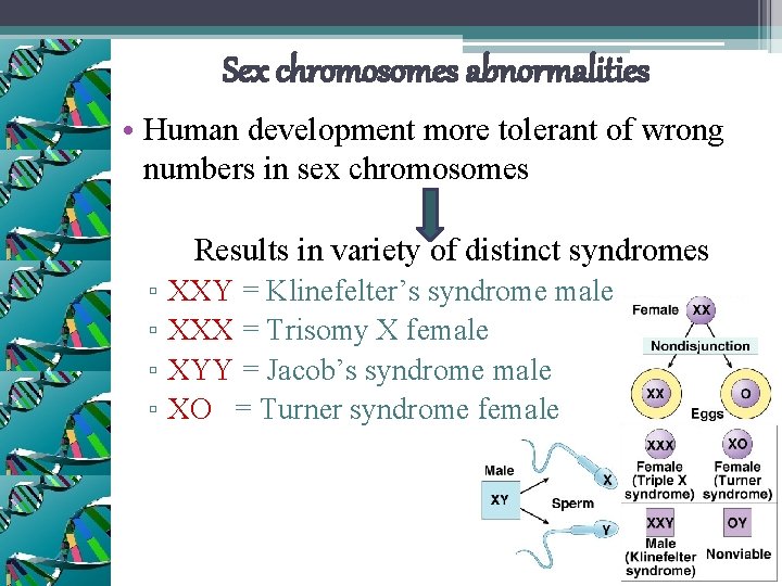 Sex chromosomes abnormalities • Human development more tolerant of wrong numbers in sex chromosomes