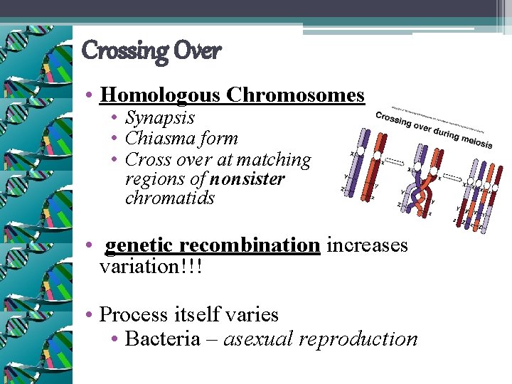 Crossing Over • Homologous Chromosomes • Synapsis • Chiasma form • Cross over at