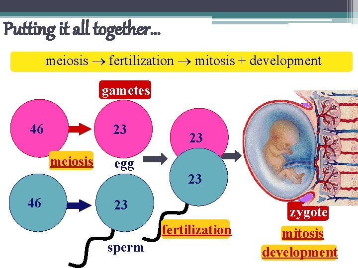 Putting it all together… meiosis fertilization mitosis + development gametes 46 23 meiosis 23