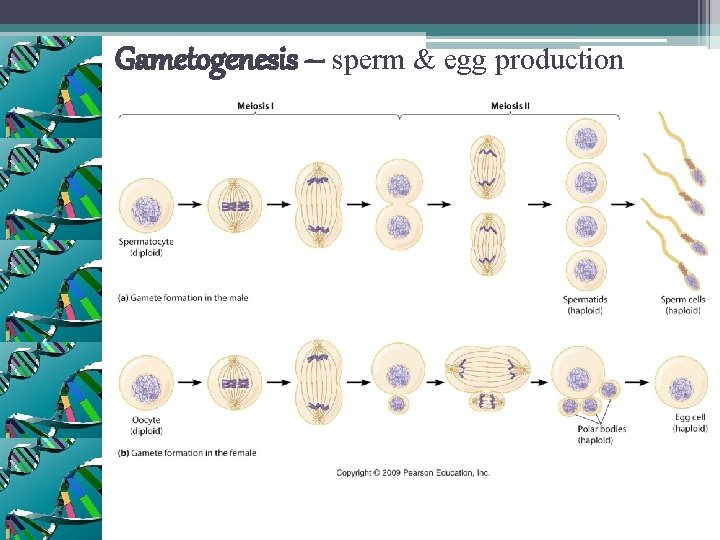 Gametogenesis – sperm & egg production 