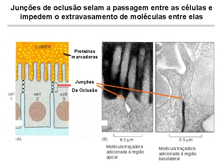 Junções de oclusão selam a passagem entre as células e impedem o extravasamento de