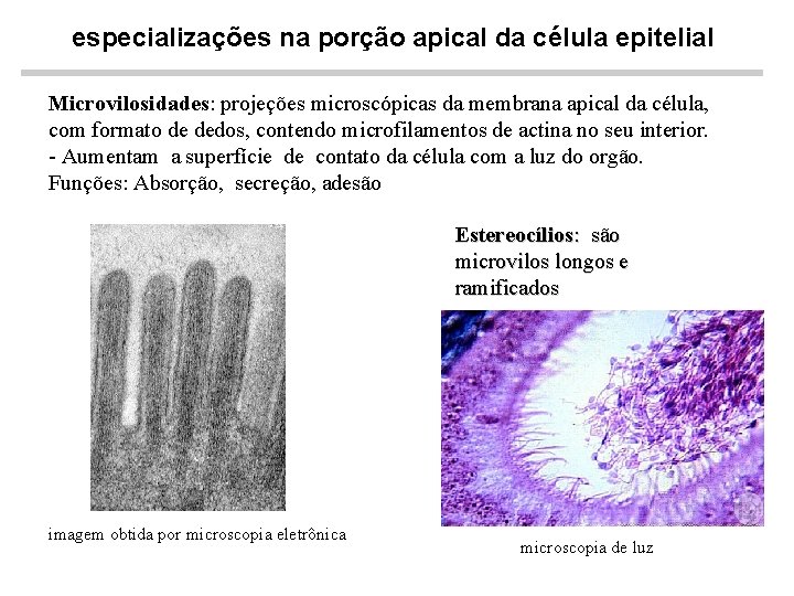 especializações na porção apical da célula epitelial Microvilosidades: projeções microscópicas da membrana apical da