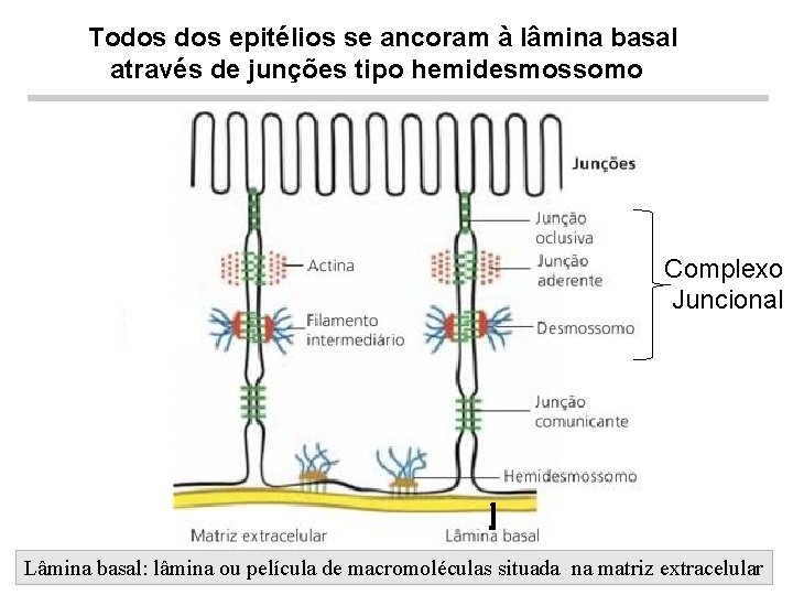 Todos epitélios se ancoram à lâmina basal através de junções tipo hemidesmossomo Complexo Juncional